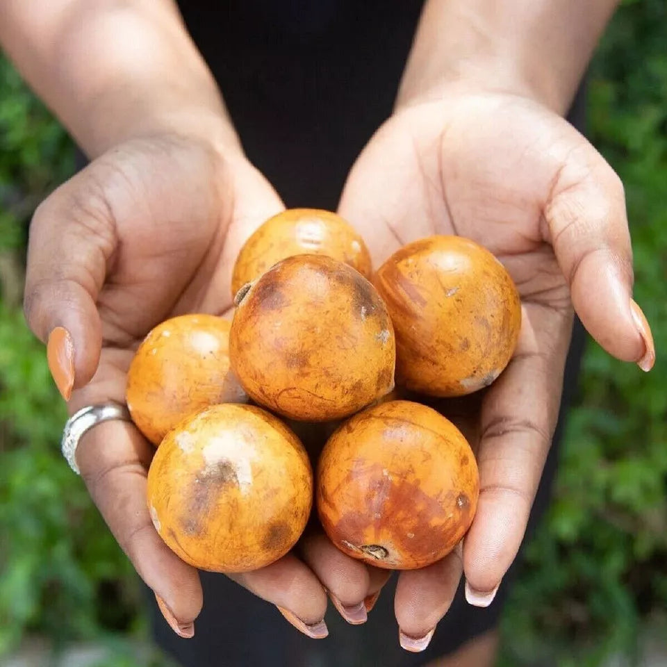 Agbalumo #4