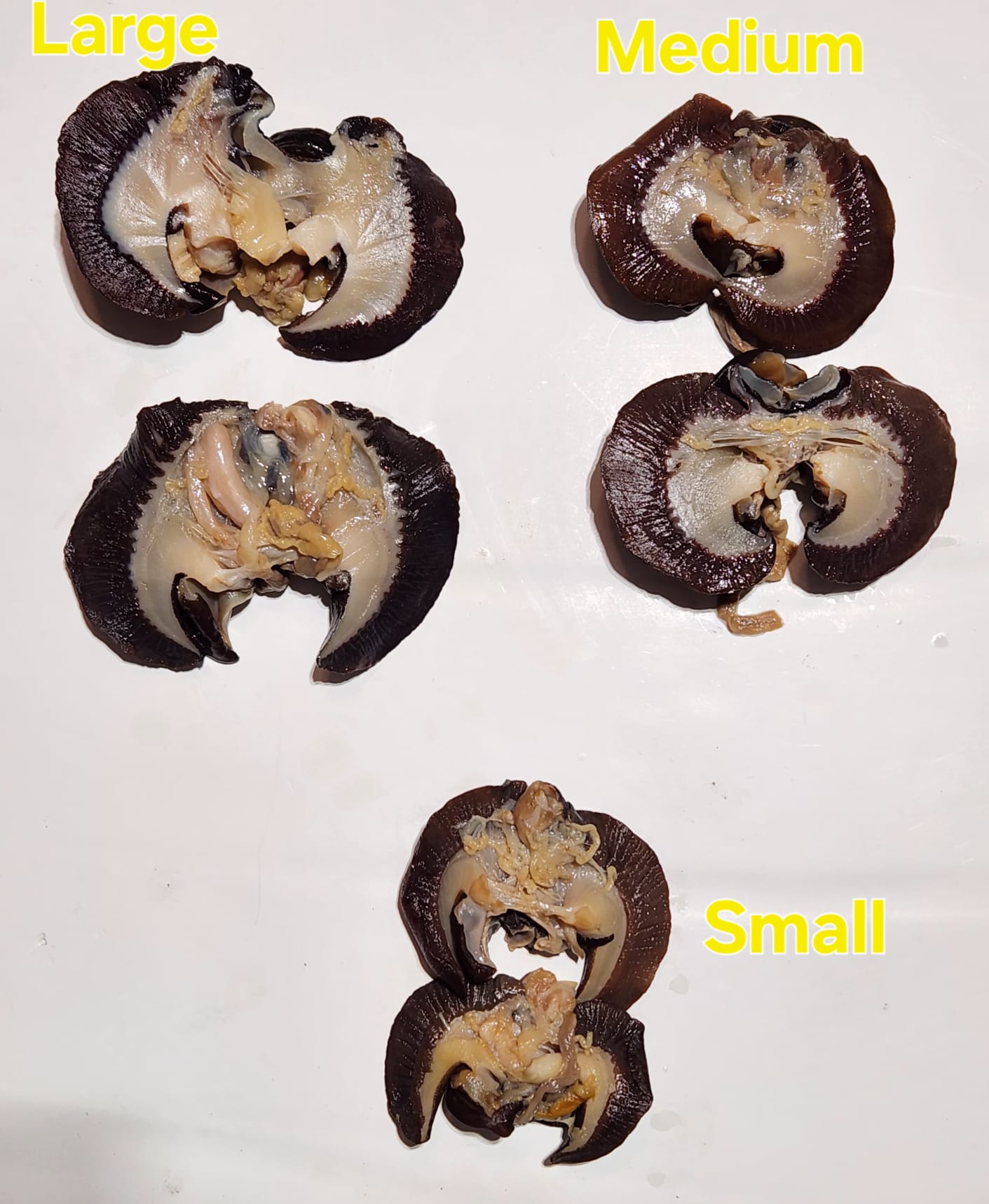 Snails #3 (Sizes)